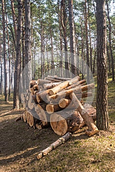 Cut tree trunks, logs on a pile in a forest