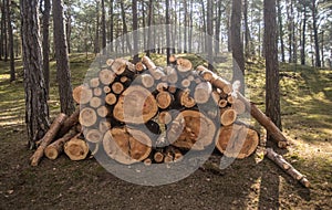 Cut tree trunks, logs on a pile in a forest