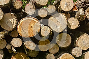 Cut tree trunks piled up at sawmill, firewood or carpentry material