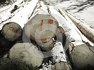 Cut tree trunks and smiling trunk in a forest