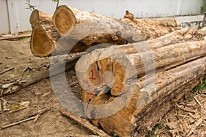 Cut tree trunks