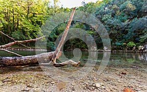 Cut tree in Voidomatis river in Zagorochoria, Greece