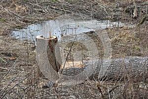 Cut tree in wasteland