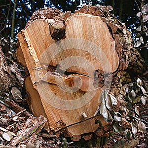 Cut Tree Wood Closeup. Chainsaws