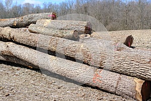 Cut trees awaiting shipment.