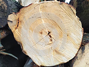 Cut trees of construction wood after deforestation stacked as woodpile show annual rings and the age of trees for lumber and timbe