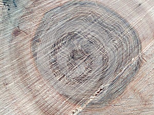 Cut trees of construction wood after deforestation stacked as woodpile show annual rings and the age of trees for lumber and timbe