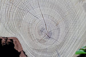 Cut trees of construction wood after deforestation stacked as woodpile show annual rings and the age of trees for lumber and timbe