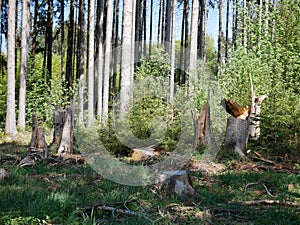 Cut trees in forest, or probably view after thunderstorm