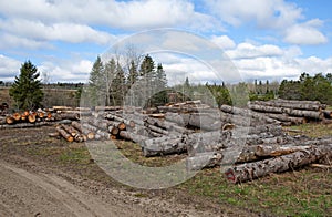 Cut trees laying,on the farm land
