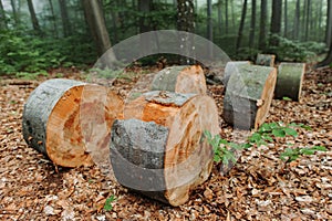 Cut trees logs. Stacks of cut wood. Environmetal and illegal deforestation. Deforestation. Logging industry. Logs of wood are laid