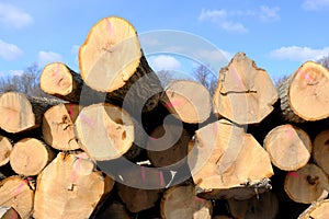 Cut trees for lumber industry