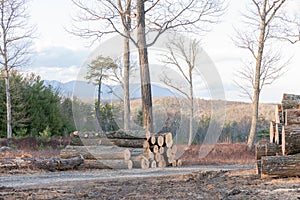 Cut Trees on a Mountain Top in Upstate New York, ready for the Saw Mill.