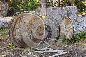 Cut trees and stump in forest. Environment and deforestation concept. Wooden trunks. Ecology concept. Wooden stump with tree rinks