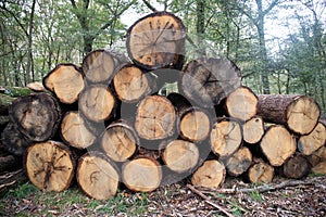 Cut trees windthrown by extreme storms, in forest disposed in a log pile