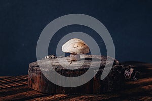 Cut tricholoma mushroom standing on cut tree stand, wooden background. Beautiful fresh raw forest mushroom close up shot, copy photo