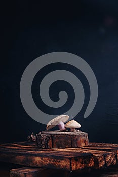 Cut tricholoma mushrooms standing on cut tree stand, wooden background. Beautiful fresh raw forest mushroom close up studio photo
