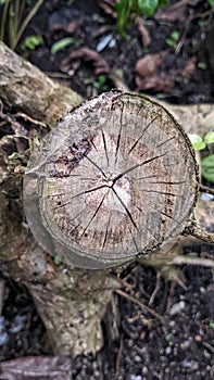 The cut trunk of a bonsai tree