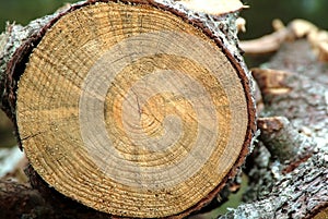 Cut trunk details