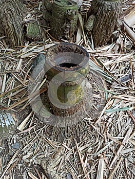 Cut trunk of giant bamboo tree in Reunion