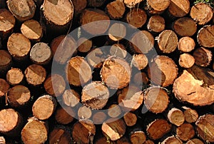 Cut trunks stacked in forest