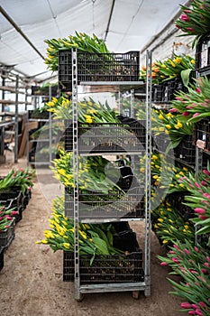 Cut tulips stacked in plastic boxes on racks in greenhouse, ready for wholesale. Floral business