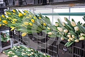 Cut tulips stacked in plastic boxes on racks in greenhouse, ready for wholesale. Floral business