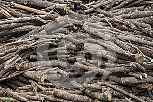 Many trunks of cut trees