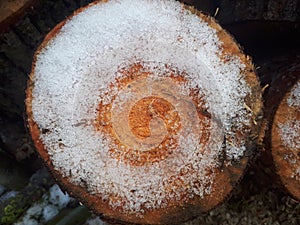 cut wood pine texture with snow on winter season. Brown tree trunk