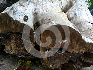 Cut wood royalty free stock photo.Abstract wood texture.