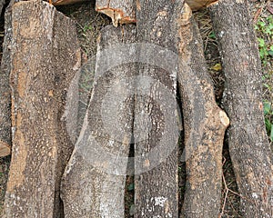 Cut wood stump log