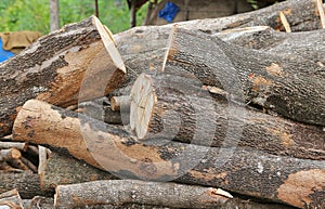 Cut wood stump log