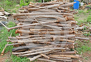 Cut wood stump log