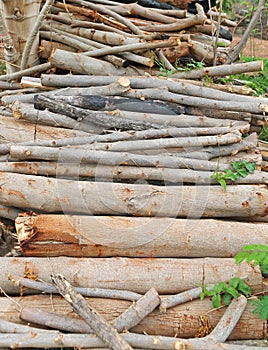 Cut wood stump log
