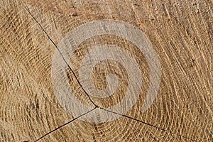 Cut wood texture background