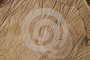 Cut wood texture background