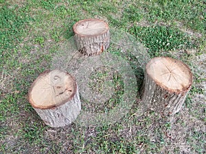 Cut wood tree stumps on green grass or lawn