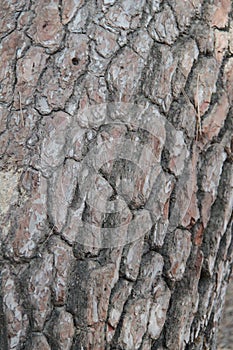 Wood Tree Trun Background