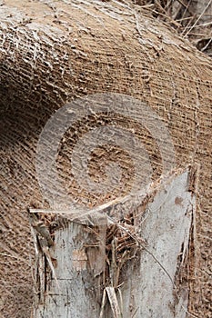Wood Tree Trunk