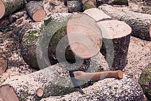 Cut wooden logs ready for split by axe