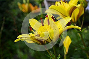 Cut yellow lily flowers for a bouquet