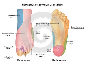 Cutaneous innervation of the foot