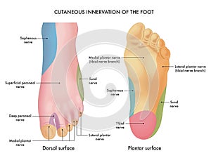 Cutaneous innervation of the foot photo