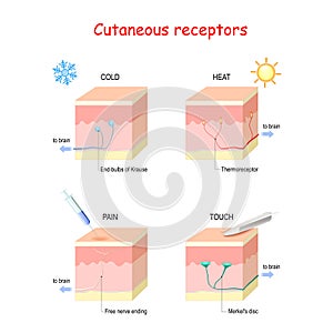 Cutaneous receptors. layers of the human skin with sensory receptors