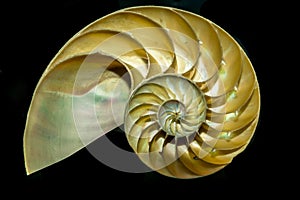 Cutaway Nautilus Sea Shell