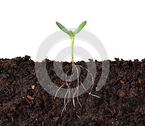 Cutaway of Plant and Roots