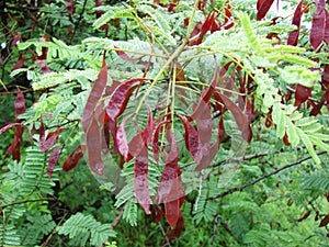 Cutch Tree  Acacia Catechu Black Catechu Tree and Pods