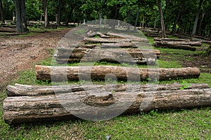 The cutdown tree trunks are arranged in the Indian rainforest. The wooden logs are for sale by the forest department