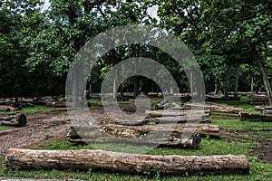 The cutdown tree trunks are arranged in the Indian rainforest. The wooden logs are for sale by the forest department