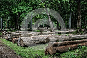 The cutdown tree trunks are arranged in the Indian rainforest.